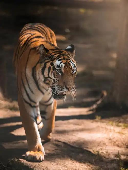 传奇星之力怎么获得